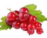 Ribes rosso online