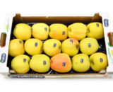 Cassetta mele melinda